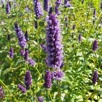 Agastache  'Black Adder'